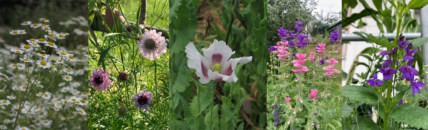 Cool Flowers – a cool move for your flower garden  Blogpost Illustration