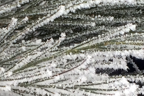 The Ice Saints – when the waiting’s finally over Blogpost Illustration