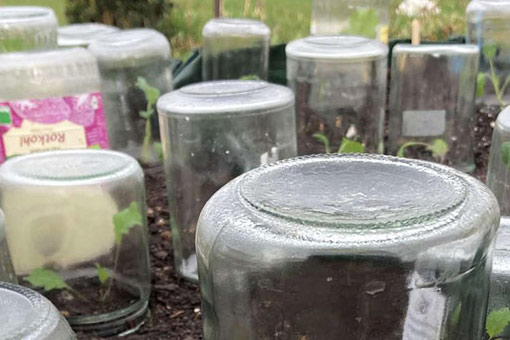 Earlier harvest with preserving jars: A simple protection for young plants  Blogpost Illustration