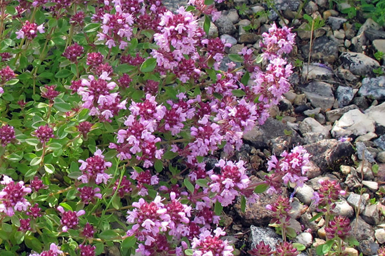 Mulching: the secret of healthy soil and strong plants Blogpost Illustration