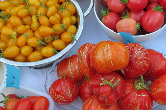 Sowing tomatoes – how to pick the best variety for your garden  Blogpost Illustration