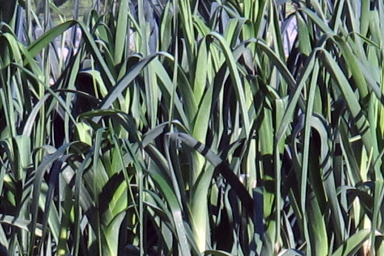 Winter vegetables? Now’s the time to get sowing! Blogpost Illustration