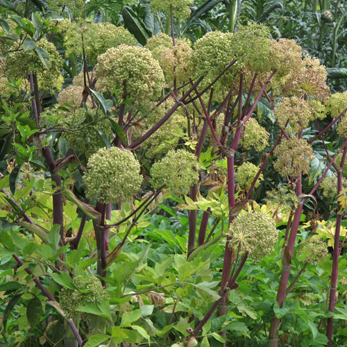 Garden Angelica (Angelica archangelica)  Produktbild