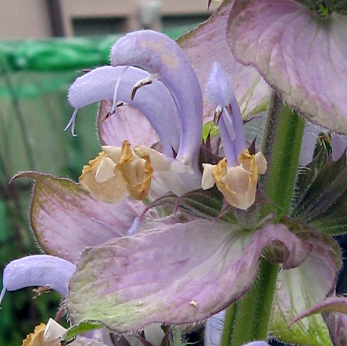 Clary Sage (Salvia sclarea)  Produktbild