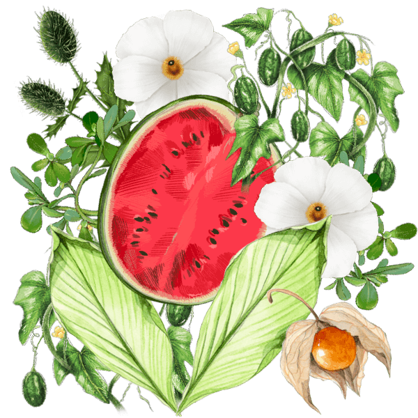 Exotic - seeds of tropical and other exotic plants not native to Central  Europe, Page 6