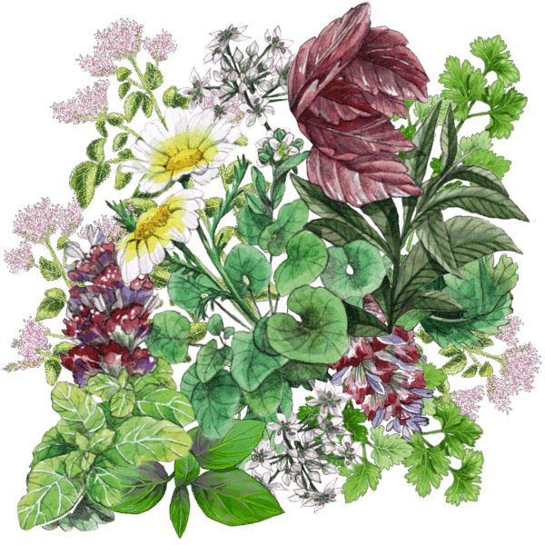 Aromatic – seeds for culinary herbs and spices